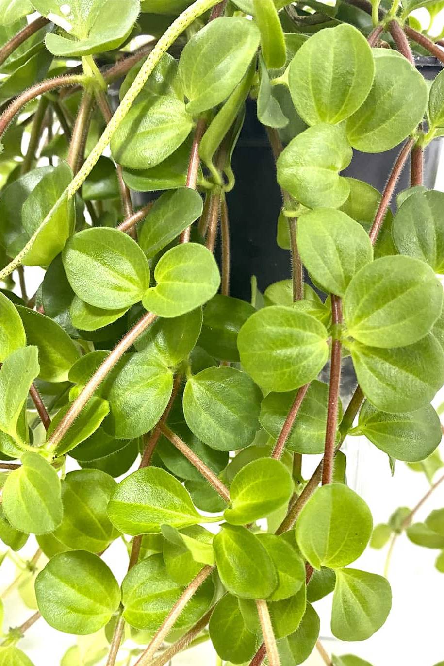 Green Button Peperomia (Peperomia rotundifolia - Trailing Jade Plant) - Image 2