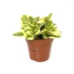 Peperomia White Marble (Peperomia Obtusifolia)