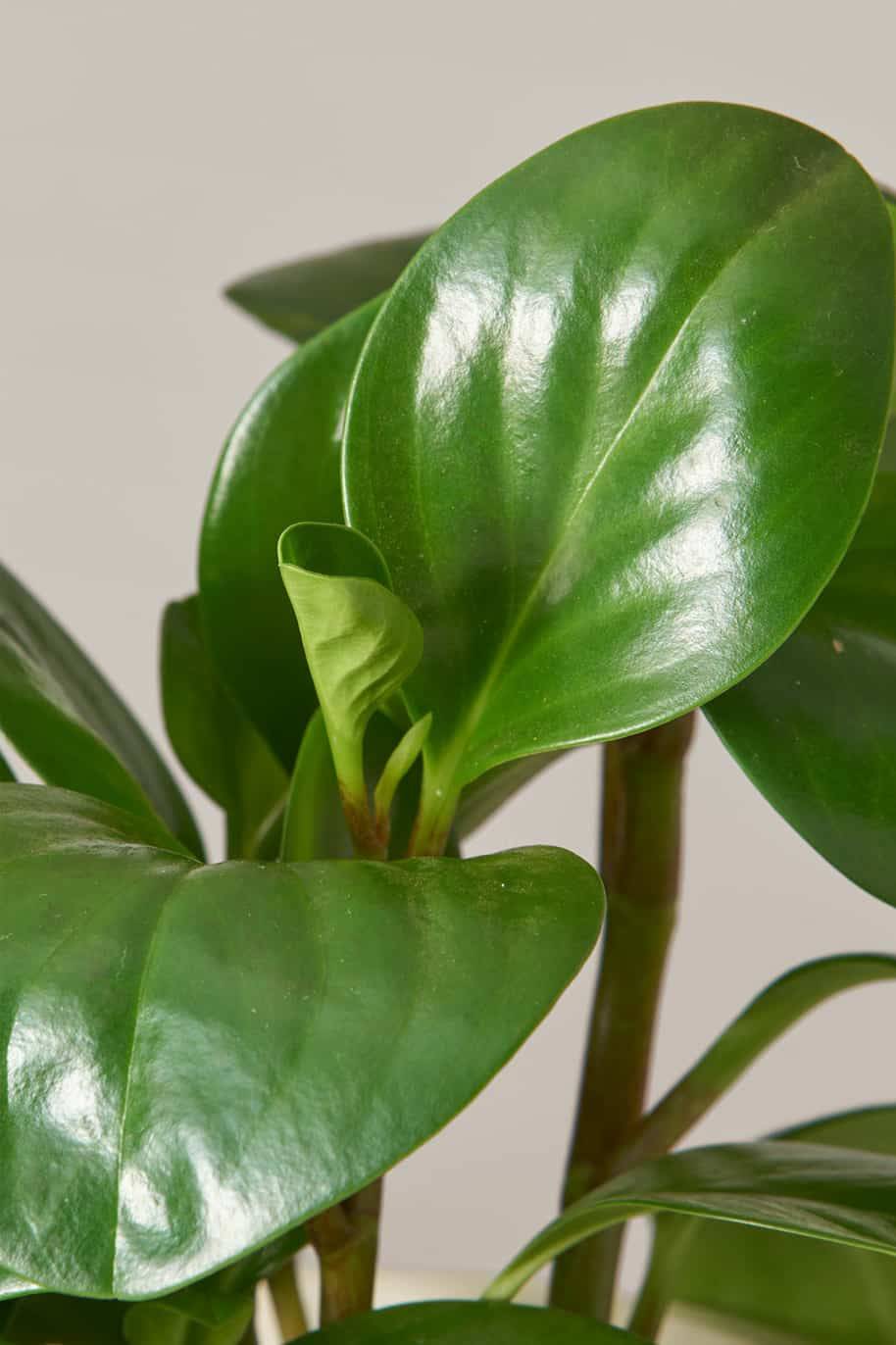 Peperomia Obtusifolia (Peperomia Obtusifolia) - Image 2