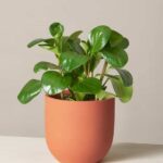 Peperomia Obtusifolia (Peperomia Obtusifolia)