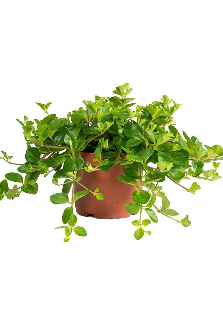 Green Button Peperomia (Peperomia rotundifolia - Trailing Jade Plant) - Image 3