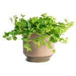 Green Button Peperomia (Peperomia rotundifolia - Trailing Jade Plant)
