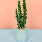 Potted Eve's Pin Cactus