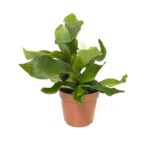 Staghorn (Platyserium Bifurcatum)