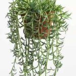 String of Bananas (Senecio radicans)