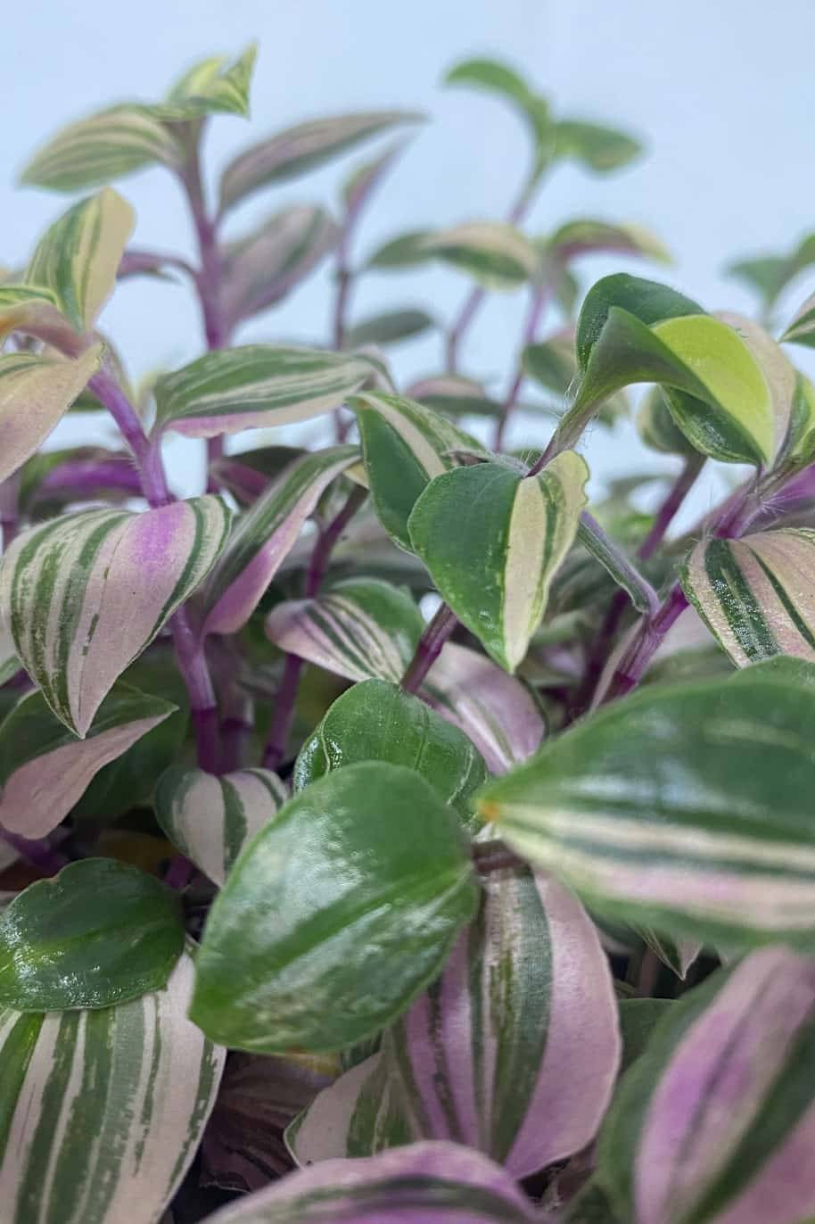 Tradescantia Quadricolor - Image 2