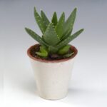 Aloe Brevifolia (Aloe Mitriformis)