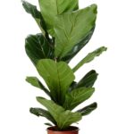 Fiddle-leaf Fig 70cm - 90cm (Ficus Lyrata)