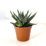 Haworthia Dwarf Aloe