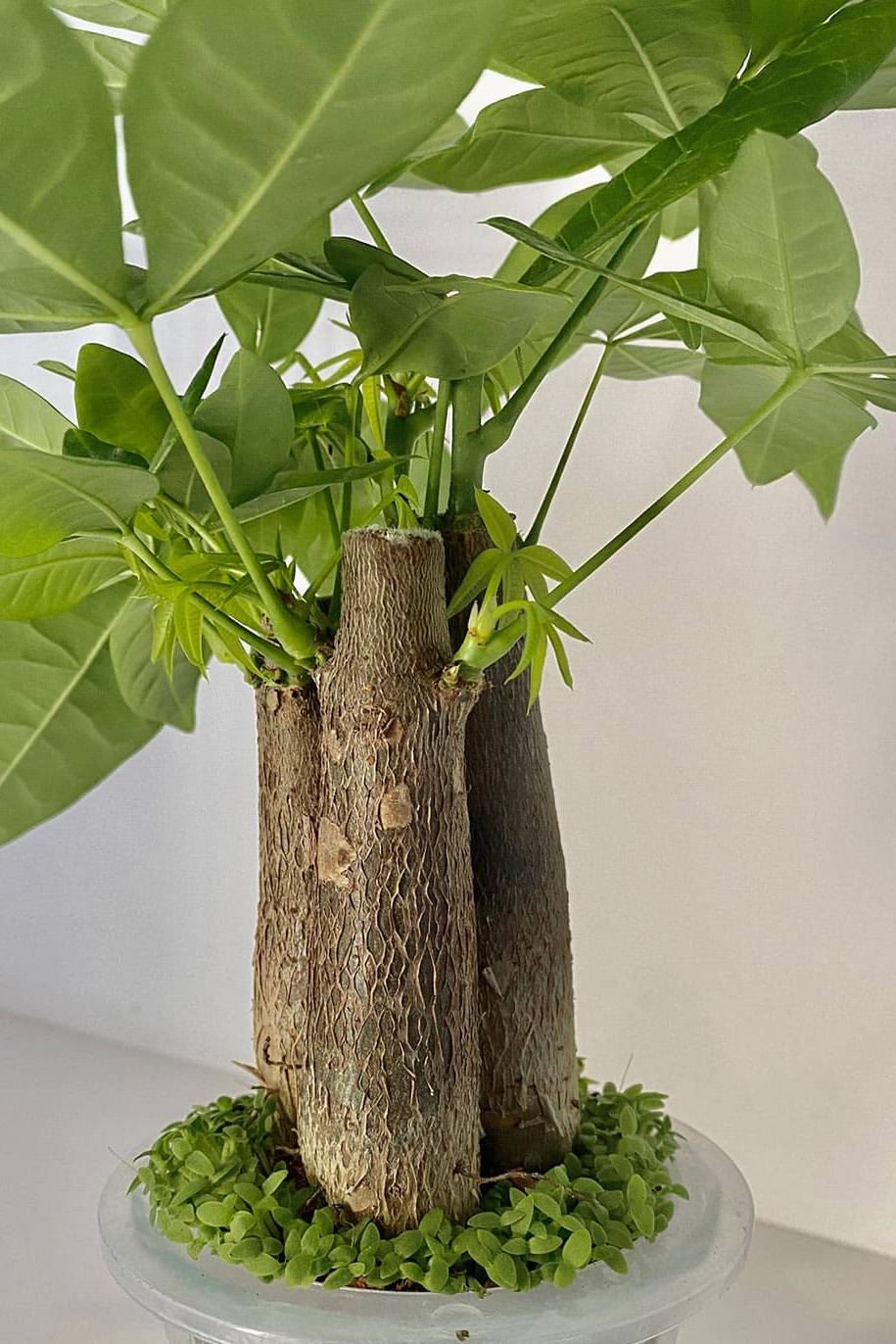 Self Watering Pachira Dwarf Aquatica - Image 2