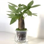 Self Watering Pachira Dwarf Aquatica