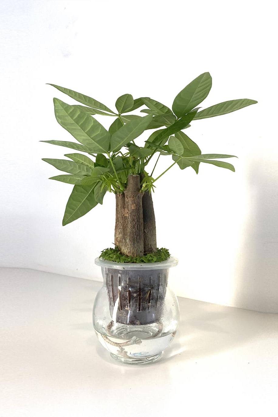 Self Watering Pachira Dwarf Aquatica