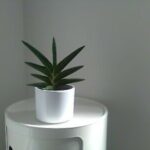 Sansevieria Motum Kenya (Sansevieria Motum Kenya)