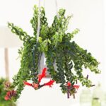 Twisted Lipstick Plant Hanging (Aeschynanthus 'Rasta')