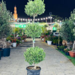 Olea Europa Olive Tree – 3-Head Multi - Trunk Mediterranean Tree