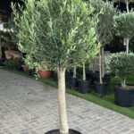 Olea Europa Olive Tree /Trunk Caliper - 15-20 CM