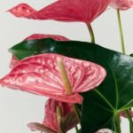 Anthurium Pink (Anthurium Andraeanum Avo Lilian)