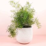 Asparagus Fern (Asparagus Densiflorus 'Srengeri')