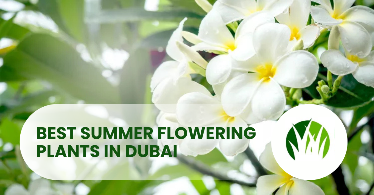 Top 10 Outdoor Flowering Plants in Dubai For Summers