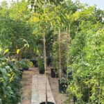 Scrambled Egg Tree Or Cassia SurattensisCassia Surattensis