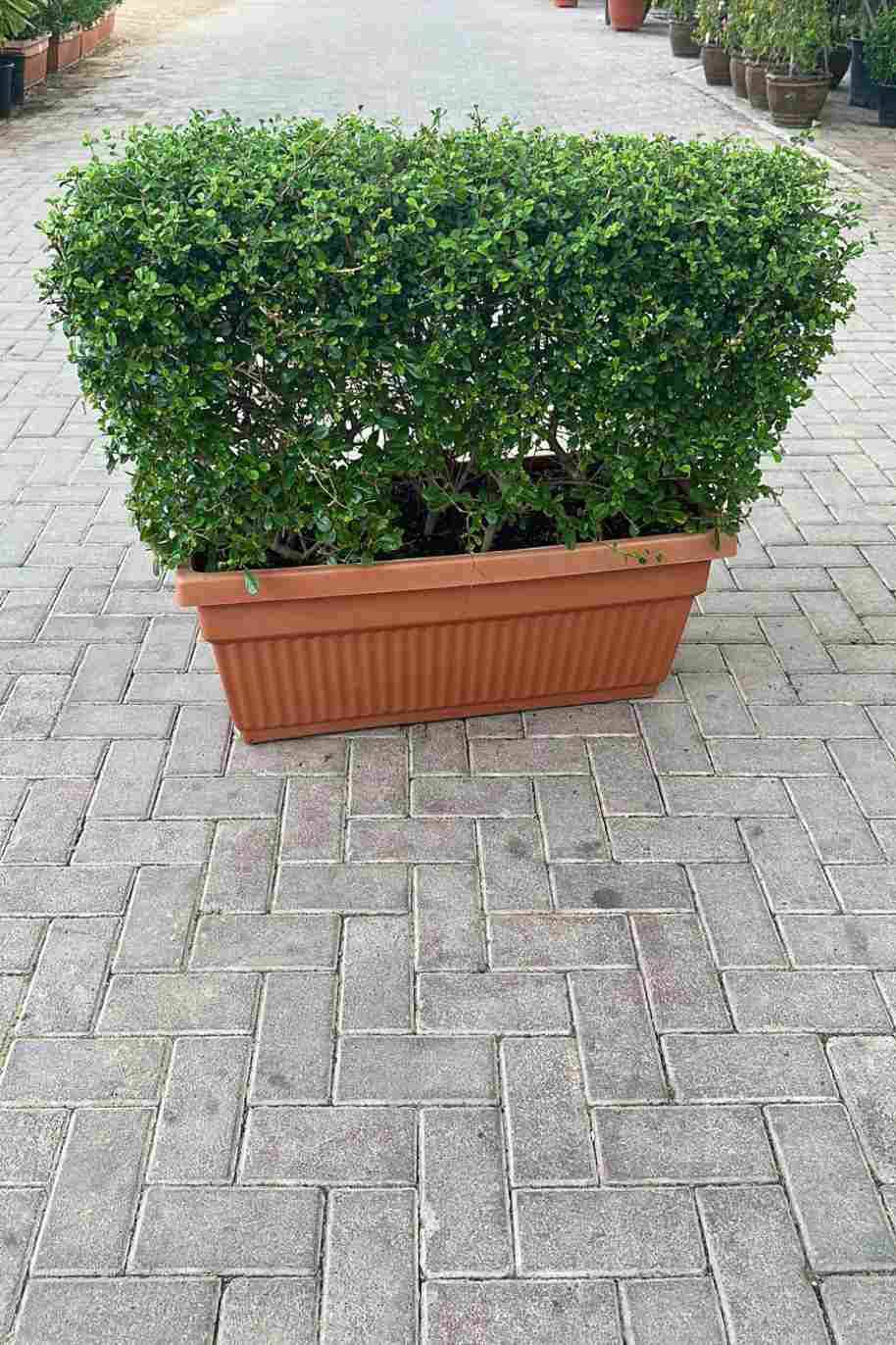 Ehretia Microphylla Buxus Wall ShapedEhretia microphylla - Image 3