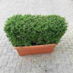 Ehretia Microphylla Buxus Wall ShapedEhretia microphylla