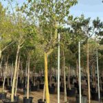 Ficus Infectoria – White FigFicus Carica