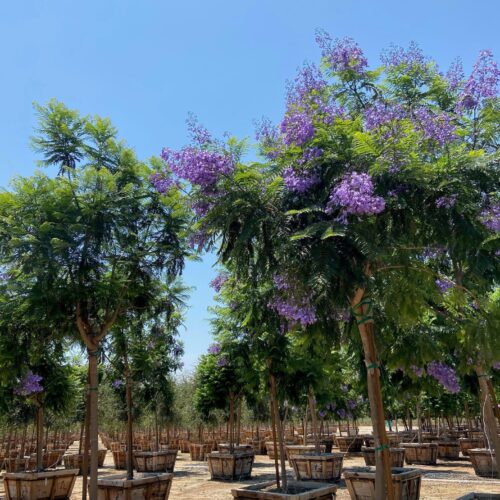 Jacaranda Tree (Jacaranda mimosifolia)