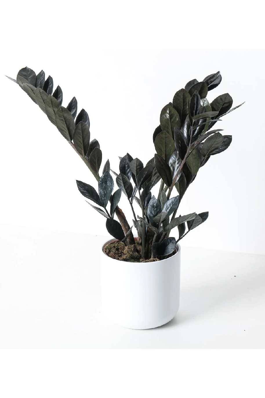 Raven ZZZ (amioculcas Black) - Image 5