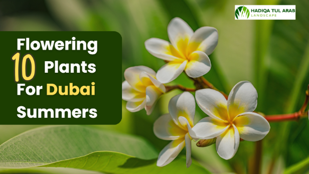 best outdoor flowering plants in Dubai