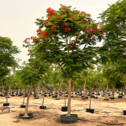 Delonix Regia Tree