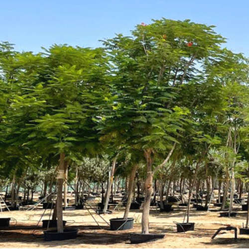 Delonix Regia Tree (Royal Poinciana / Flamboyant / Flame of the Forest)