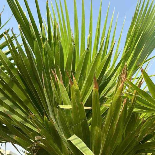 Washingtonia Palm 2 MeterWashingtonia robusta plant
