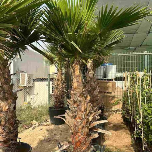 Washingtonia Palm 2 MeterWashingtonia robusta