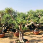 Olea Europa Tarrina/Thick Trunk - Caliper 40-50cm