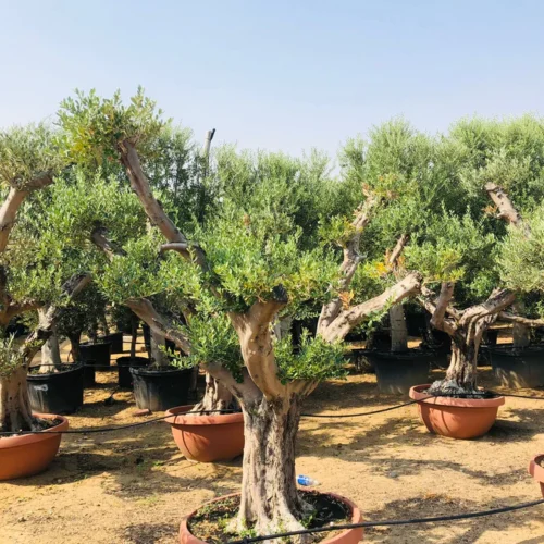 Olea Europa Tarrina / Thick Trunk - Caliper 40-50cm