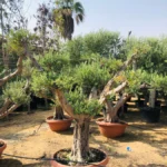 Olea Europa Tarrina/Thick Trunk - Caliper 40-50cm