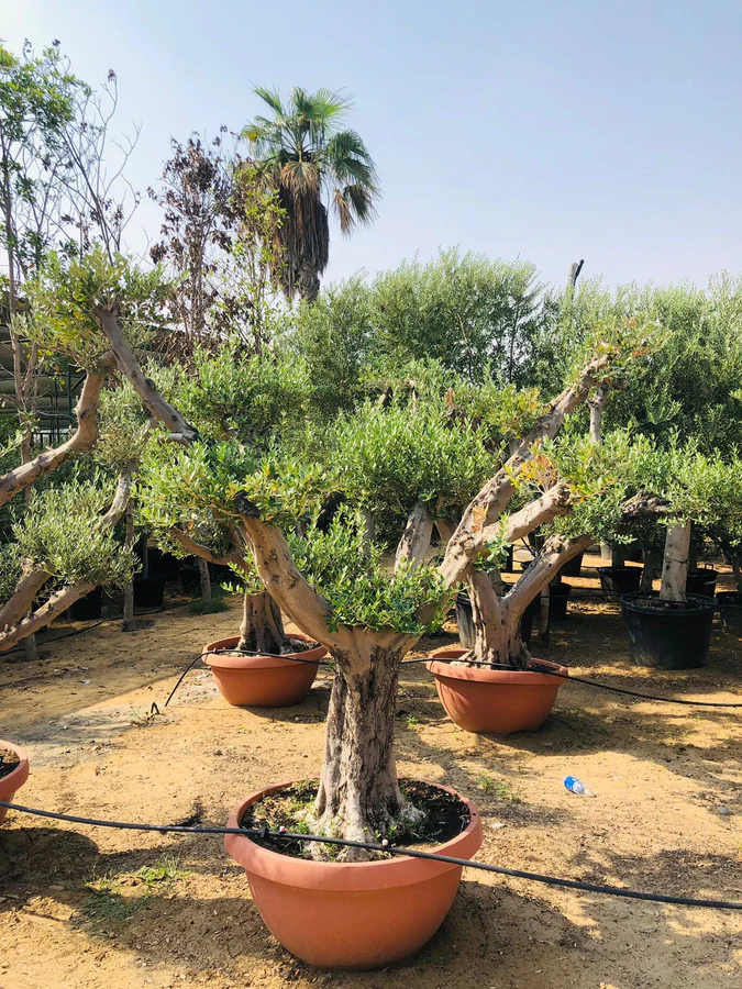 Olea Europa Tarrina/Thick Trunk - Caliper 40-50cm