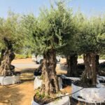 Olea Europa Tarrina/Thick Trunk - Caliper 100-120cm