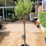 Olive Tree - Olea europaea
