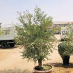 Olea Europa Tarrina/Thick Trunk - Caliper 45-50cm