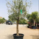 Olea Europaea Olive Tree – Buy Olive Trees Online for Gardens & Villas