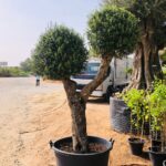 Olea Europa Olive /Thick Trunk - Caliper 55-60cm