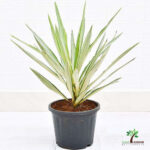 Yucca Desmetiana Or Blue BoyYucca Desmetiana