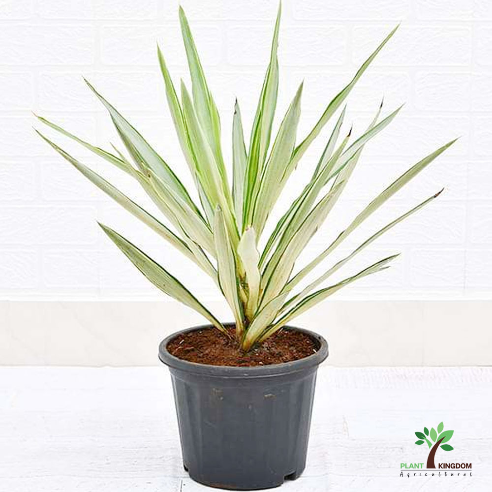 Yucca Desmetiana Or Blue BoyYucca Desmetiana