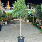 Olea Europa – Classic Mediterranean Olive Tree