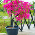 Great Bougainvillea 2MtrBougainvillea