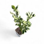 Wild Jasmin variegated BigClerodemdrum Inerme variegated