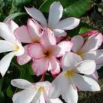Plumeria PudicaPlumeria Pudica