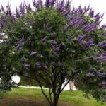 Lilac Chaste Tree TallVitex Agnus-Castus